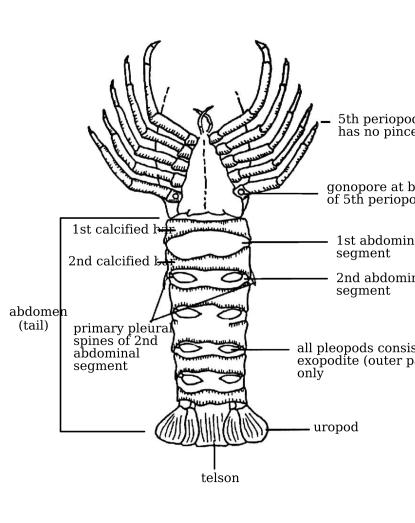 Ventral view of male spiny rock lobster