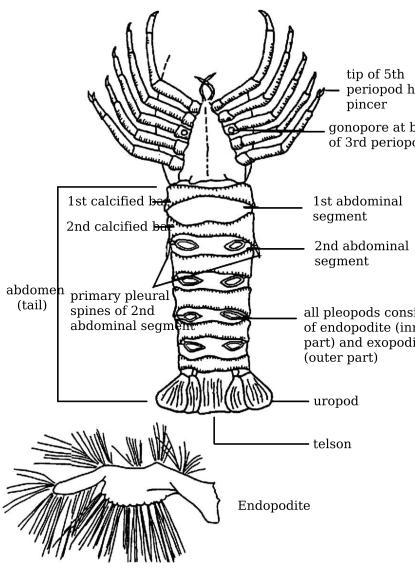 Ventral view of female spiny rock lobster
